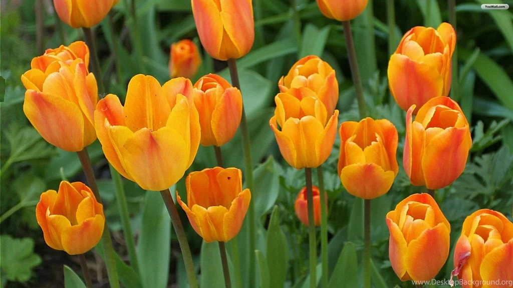 YouWall Orange Tulips Wallpapers Wallpaper,wallpapers,free ...