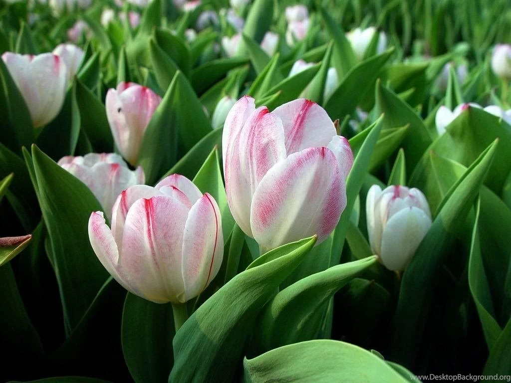 Tulip Flower Wallpapers Wallpapers Cave