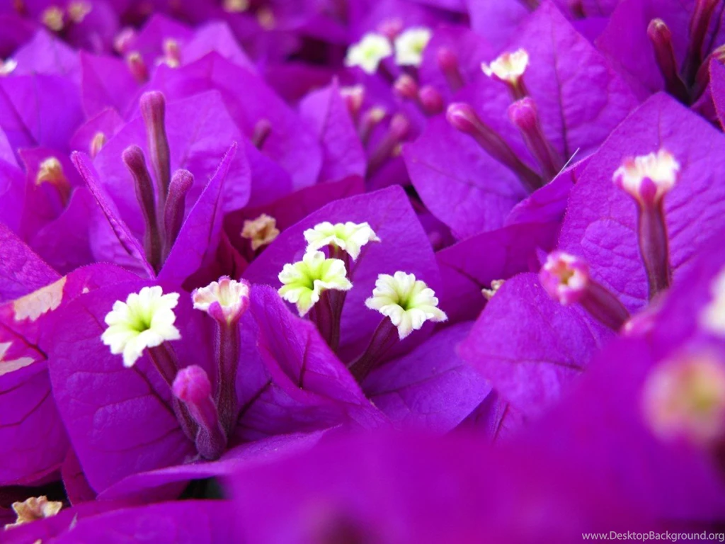 Pakistani Cricket Player: Purple Flowers Wallpapers