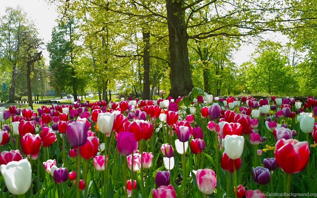 Lawn Tulips In The Park HD Desktop Wallpapers