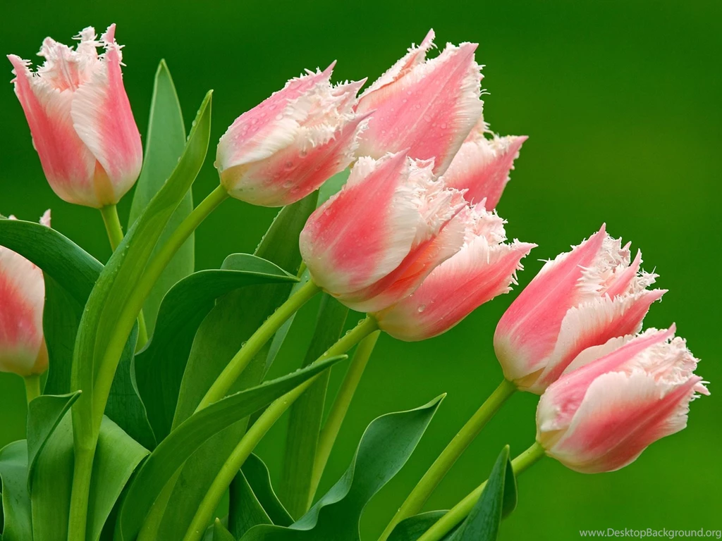 Download Parrot Tulips Wallpapers Flowers