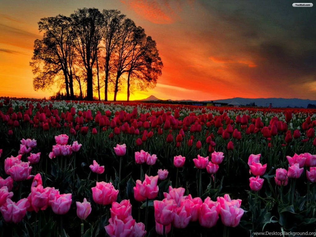 YouWall Tulips At Sunset Wallpapers Wallpaper,wallpapers,free ...