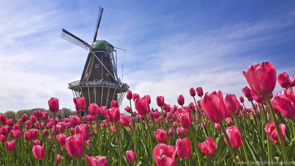 Computer Gorgeous Tulip Field Wallpapers, Desktop Backgrounds ...