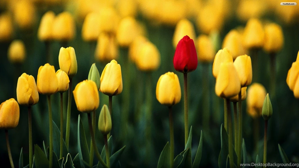 High Resolution Beautiful Flower Tulip Desktop Wallpapers HD 3 Full ...