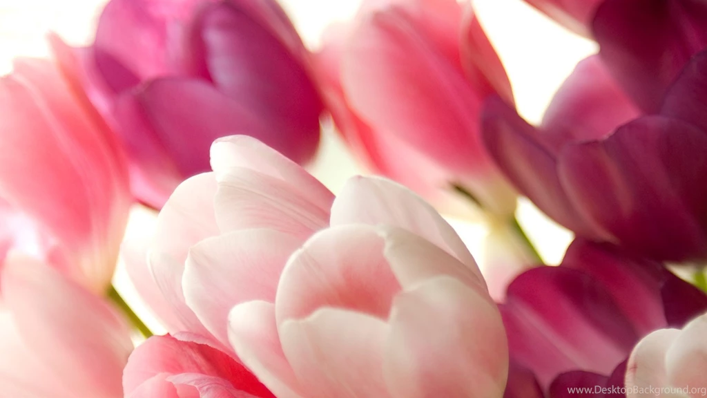 High Resolution Beautiful Flower Tulip Desktop Wallpapers HD 8 Full ...