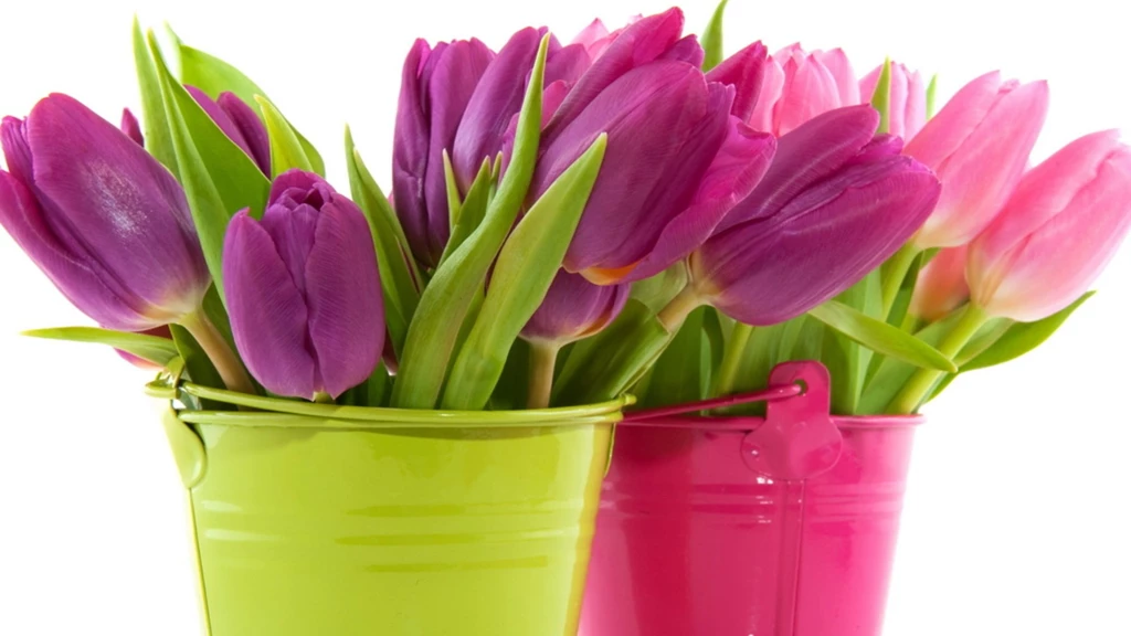 Decoration Tulips Flowers Wallpapers Android Image Desktop Picture