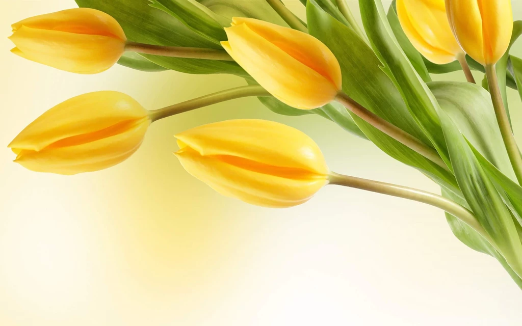 Tulip Flowers Wallpapers High Definition