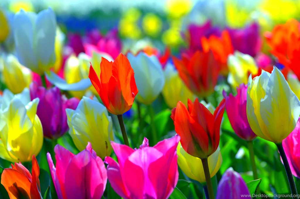 COLORFUL SPRING Flowers Colors Tulips Nature Desktop Backgrounds ...