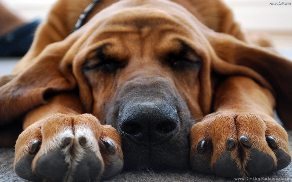 Animals___Dogs_Bloodhound_watching_tenth_dream_050360_.jpg