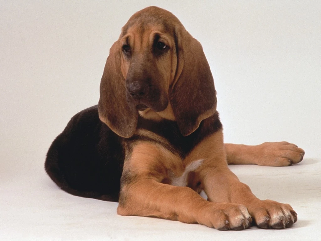 Bloodhound Wallpapers High Quality