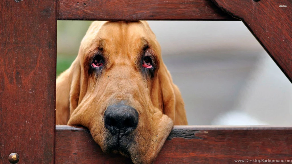 Bloodhound Wallpapers HD Download