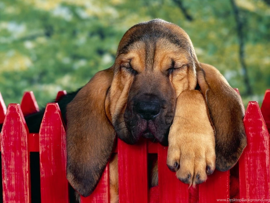 Bloodhound Puppy Wallpapers