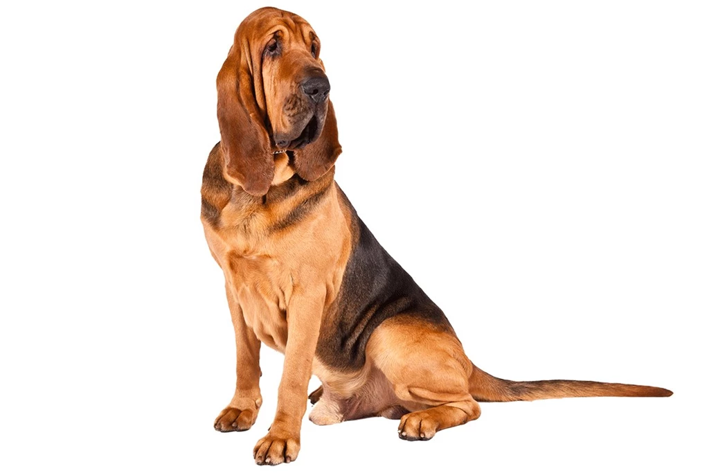 Free Bloodhound 2 Wide Wallpapers DogBreedsWallpapers.com