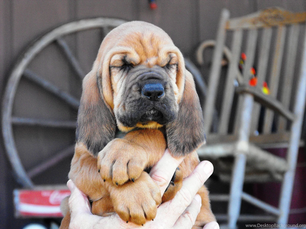 Beautiful Bloodhound Puppy In The Hands Of Owner Wallpapers And ...