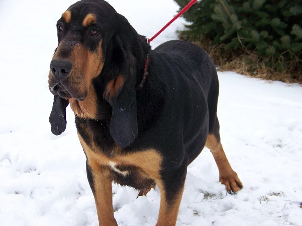 Free Bloodhound 3 Hd Wallpapers DogBreedsWallpapers.com