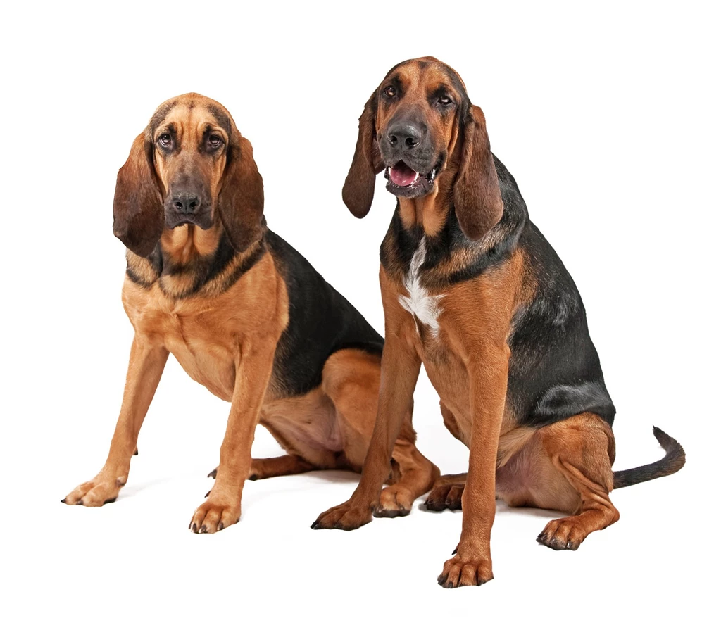 Two Bloodhound Sitting On A White Backgrounds Wallpapers And Images ...