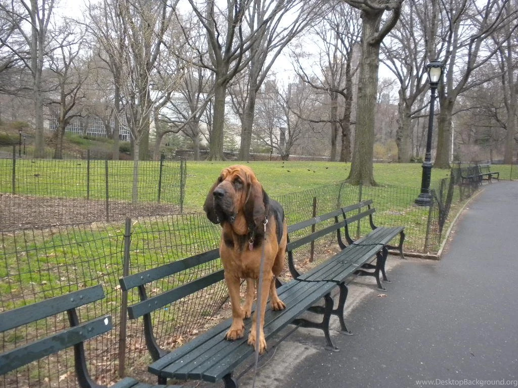 Beautiful Bloodhound On The Bench Dog Photo And Wallpapers ...