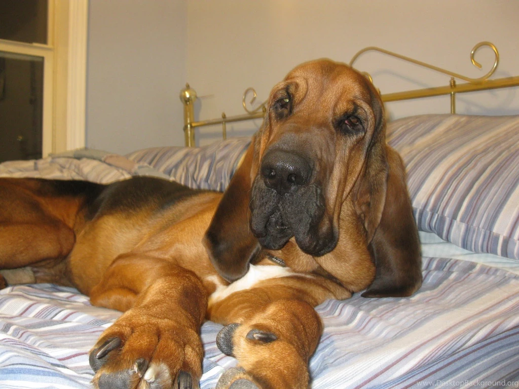 Bloodhound Dog 8 High Resolution Wallpapers   DogBreedsWallpapers.com