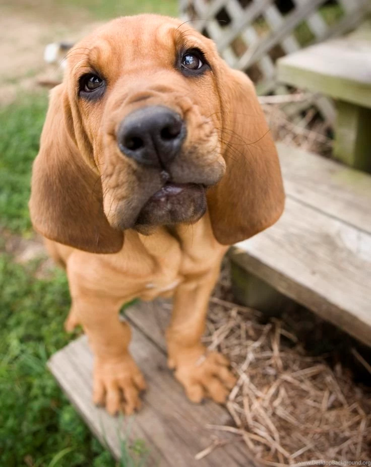2014 Bloodhound Puppy Latest Pics Wallpapers