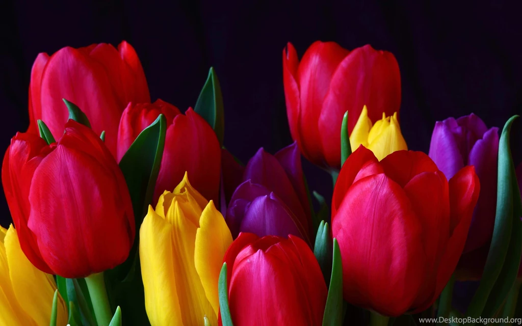 Tulip Flower Images