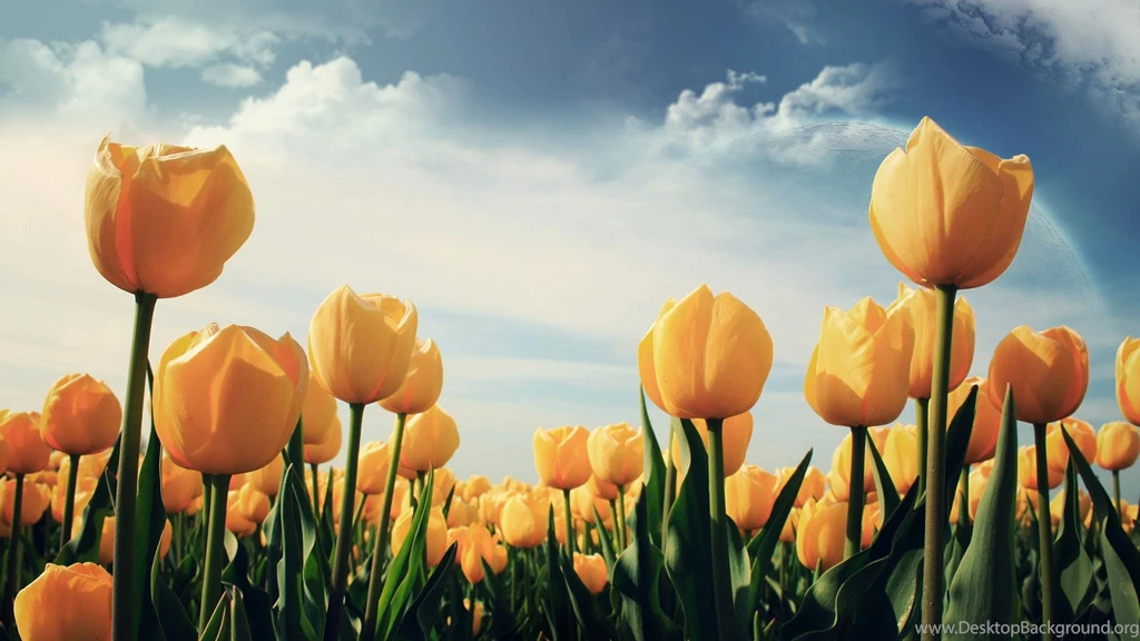 Tulip Flowers Wallpapers