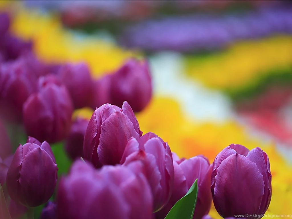 Spring Tulip Garden : Tulip Flower Show 1024x768 Wallpapers 16 ...