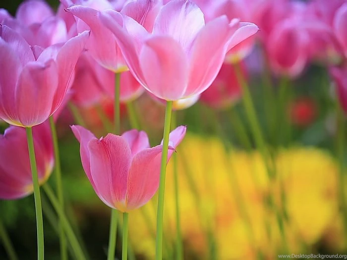 Sweet Pink Tulips, Spring Flowers 15 Wallcoo.net