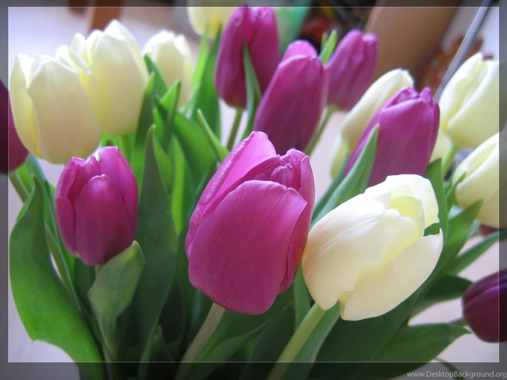 Tulip Flower Wallpapers Wallpapers HD Wide