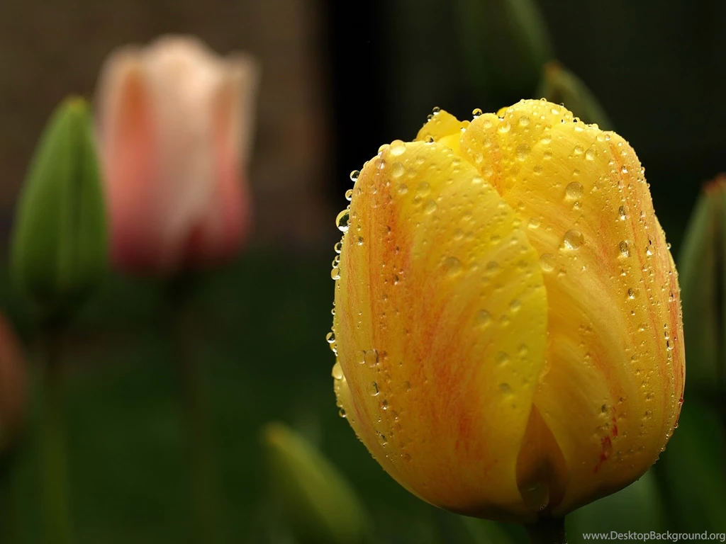 Yellow tulips flower wallpapers Magic4Walls.com