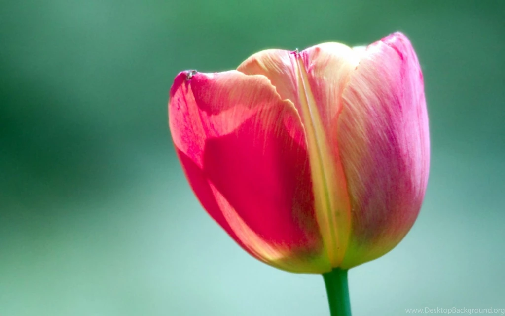 Tulip Flower Desktop Wallpapers ~ Toptenpack.com