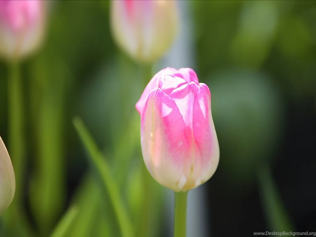 Spring Tulip Garden : Tulip Flower Show 1024x768 Wallpapers 8 ...