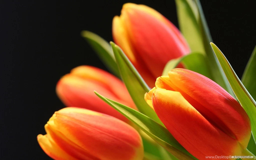 Tulip flower higjh resolution wallpapers