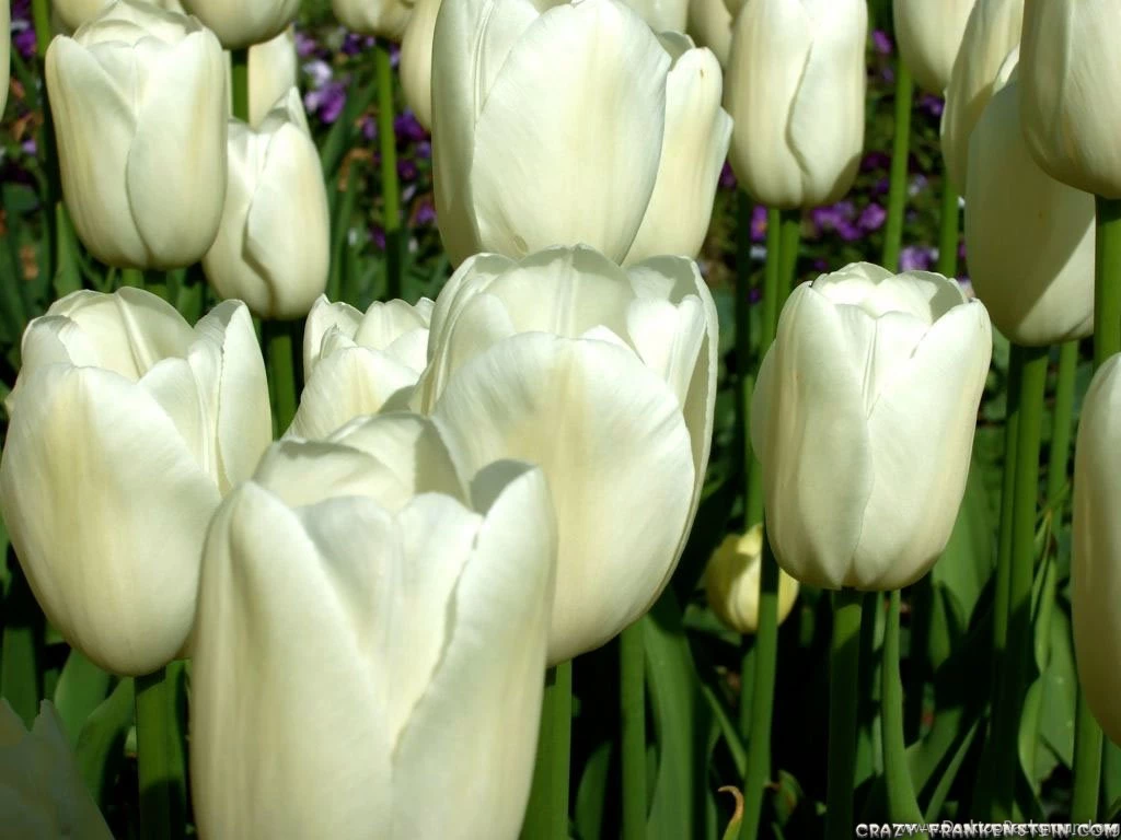 Tulips Flower Wallpapers Page 4 Crazy Frankenstein