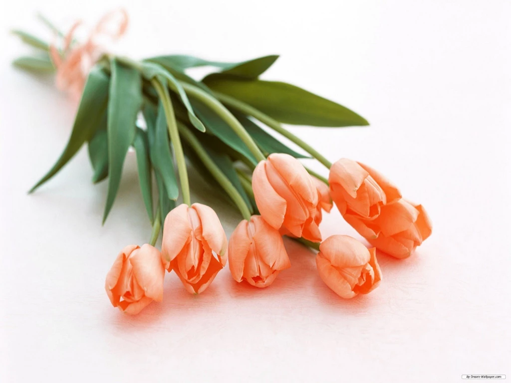Free Flower Wallpapers Tulip 4 Wallpapers 2560x1600 Wallpapers