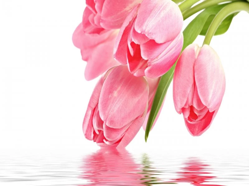 FreePhotoz Daily Wallpapers & Backgrounds Nature > Flowers