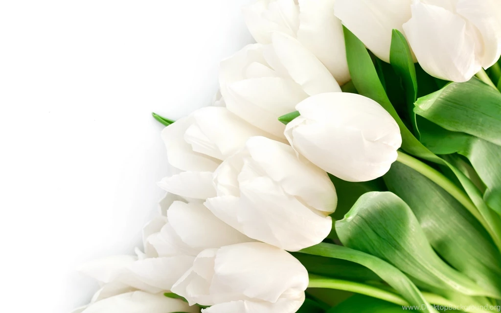 Red And White Flowers Wallpapers Download High Resoltuion