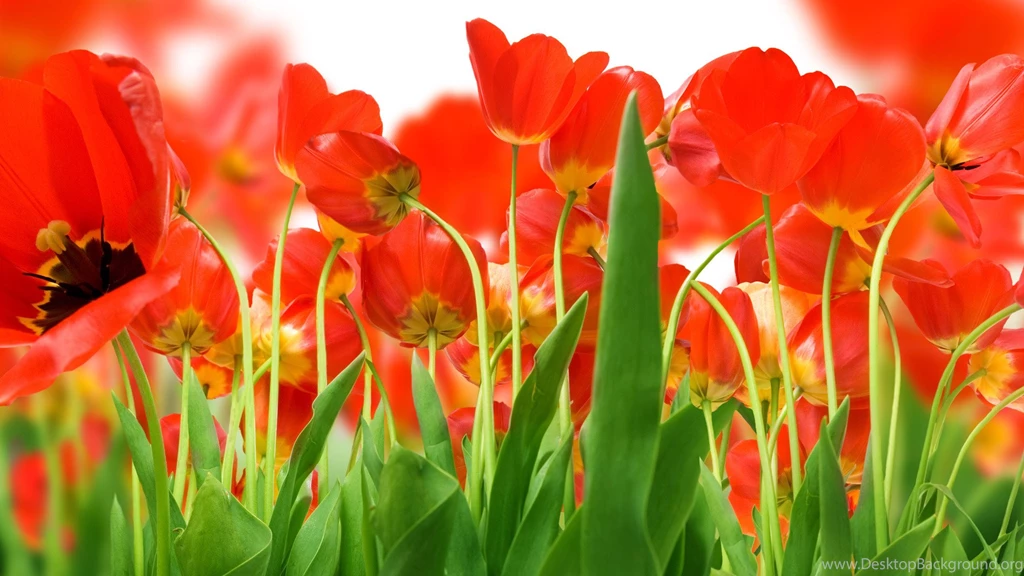 Red Flower Wallpapers