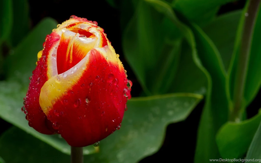 Tulip Flowers Wallpapers Image