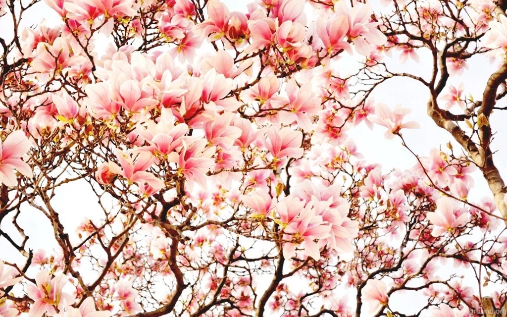 Flowers: Sakura Flowers Japanese Cherry Blossom Japan Tree Nature ...