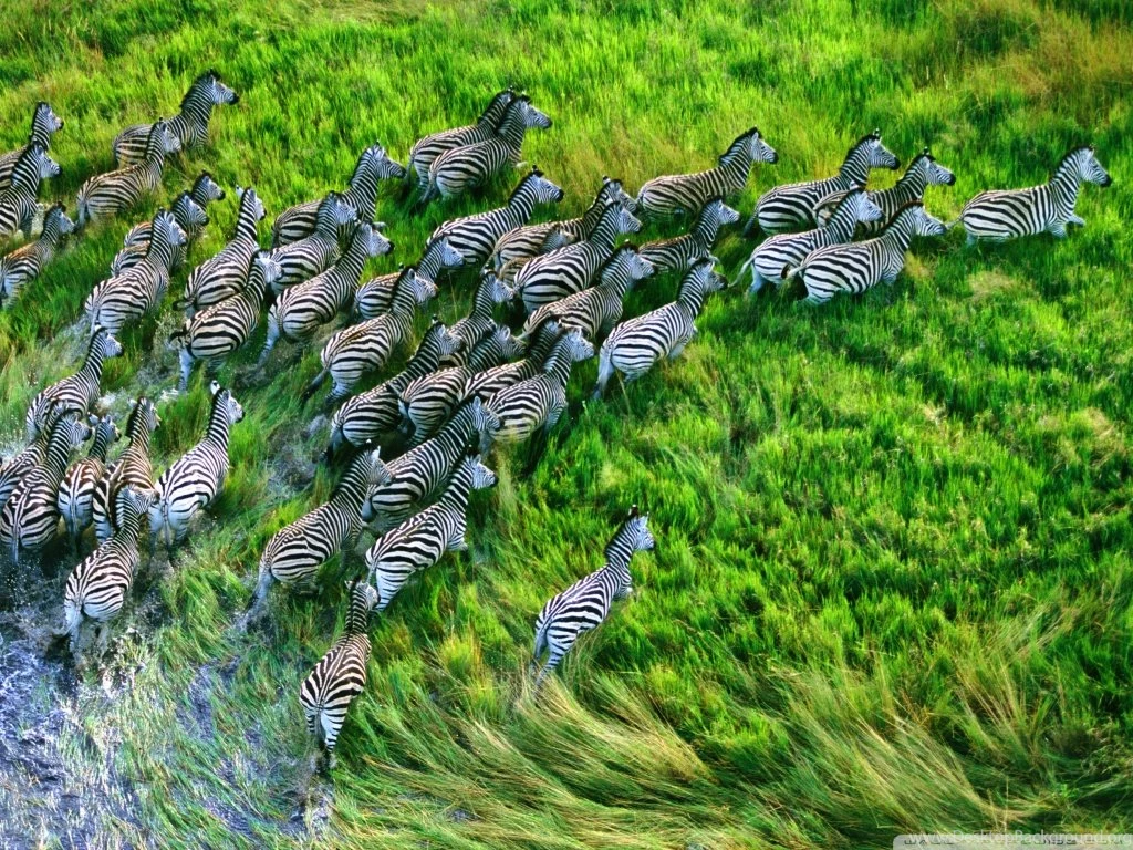 Mac Os X Retina Zebras HD Desktop Wallpapers : High Definition ...