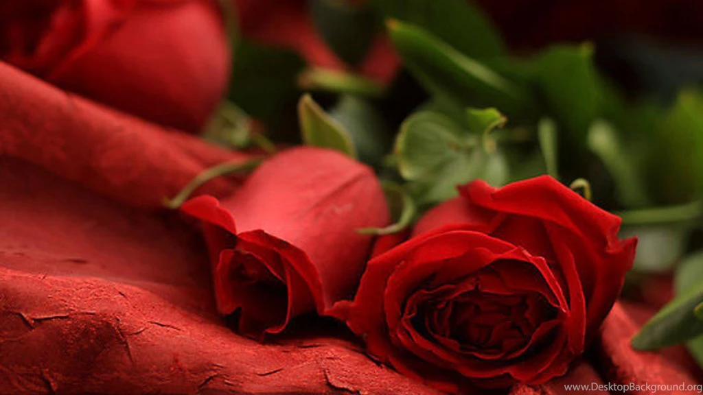 Romantic Rose Wallpapers 93, Rose Flower Images, Rose Pictures And ...