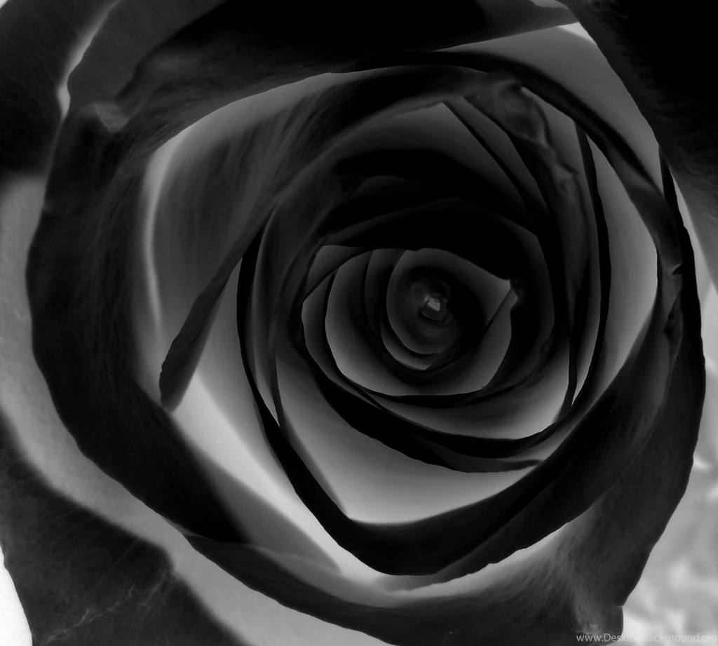 Images Of Black Roses Wallpapers High Definition