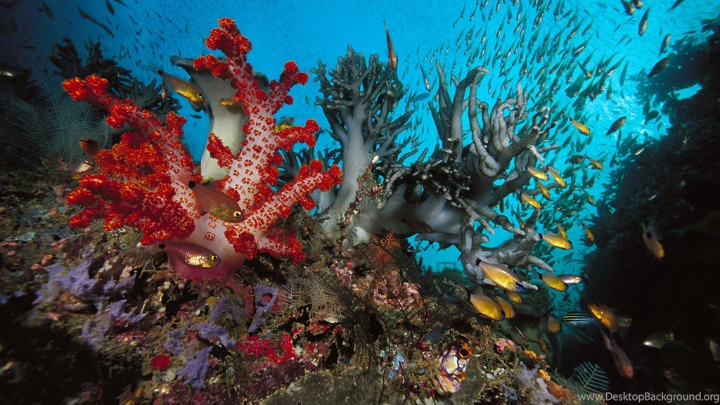 High Resolution Colorful Nature Coral Reef Wallpapers HD 14 Full ...