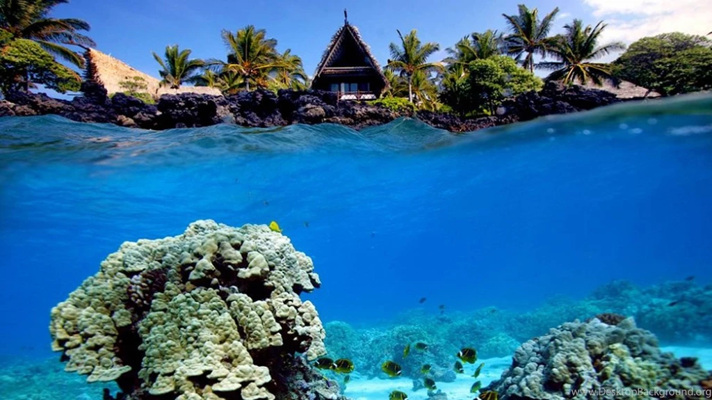 Underwater Shot Of Coral Reef And Beach Hut Wallpapers ...