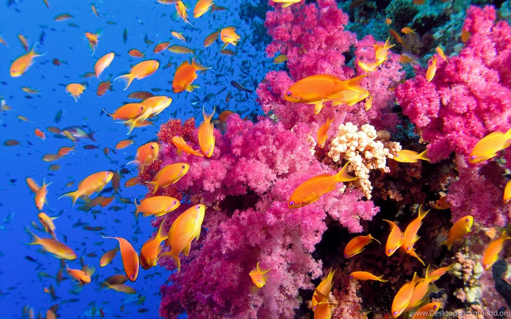 2 Colorful Coral Reef Wallpapers With Fishes 1004 :: Coral Reef ...