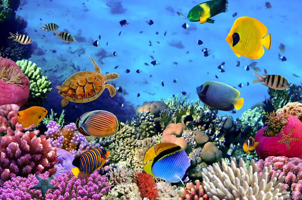 Ocean, Tropical, Underwater, Fishes, Coral, Reef :: Wallpapers
