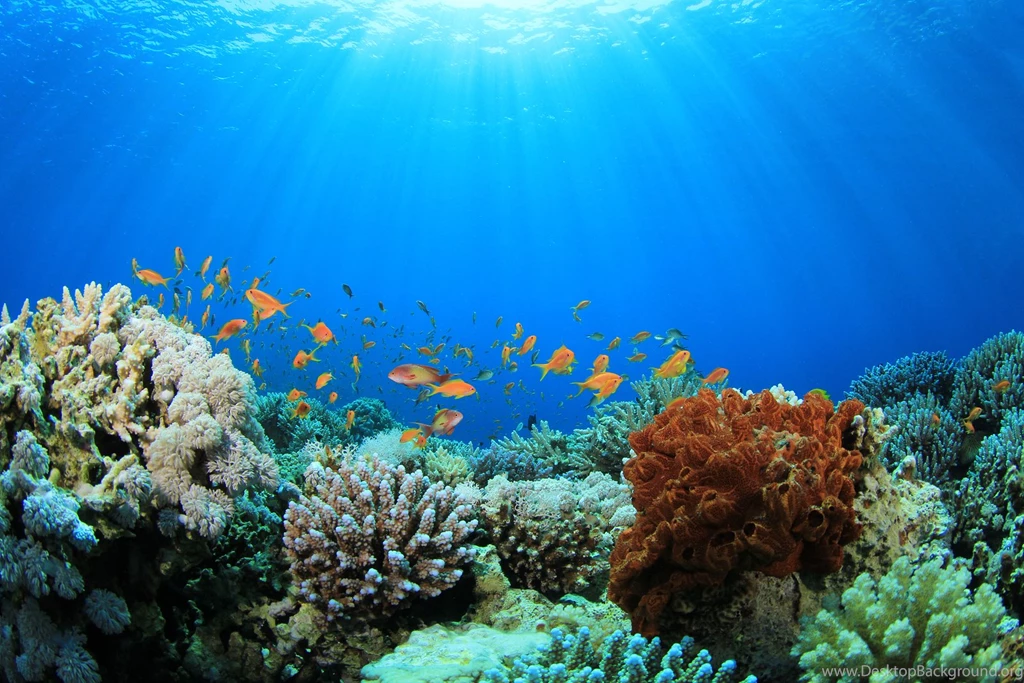 Computer Coral Reef Wallpapers, Desktop Backgrounds 1600x1067px Id