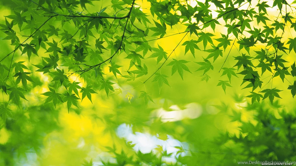 Wallpapers Green Leafs Wide And Hd Leaves Nature 1920x1080 ...