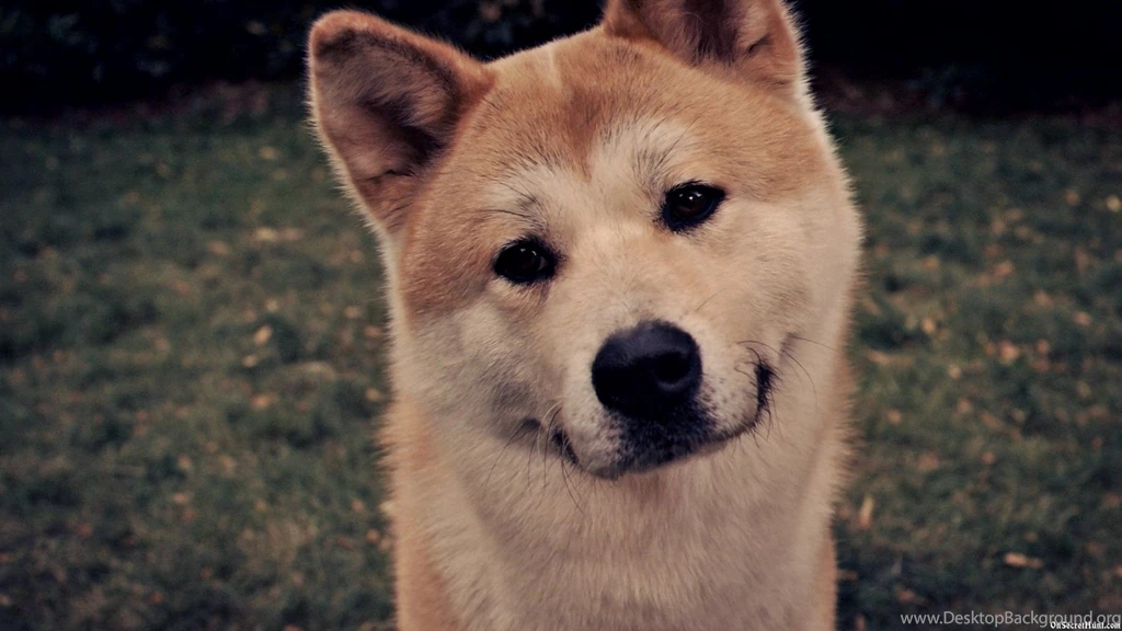 Wallpapers Cat And Dog Friends Akita Hachiko X 1920x1080
