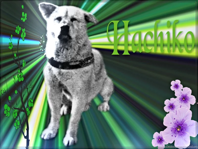 ★ Hachikō 忠犬ハチ公 ☆ Hachiko Wallpapers (34321141) Fanpop